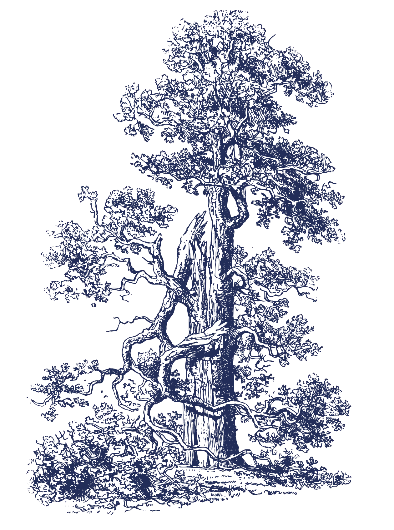 Oak tree
